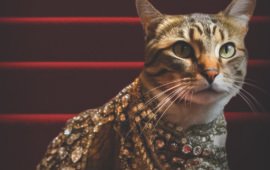 Fresh Step Styles Adoptable Cats in Looks Inspired by Red Carpet Fashion