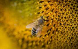 Monson’s Honey and Pollination Partners with BeeHero to Empower Australian Beekeepers and Growers with Sustainable, Data-Driven Pollination Practices