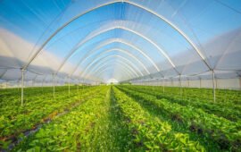 GAMAYA and Terraview merge, to unlock new opportunities for sustainable food systems through AI-powered agronomic intelligence